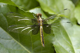 Widow Skimmer Female