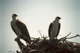 Osprey Pair