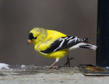 _MG_0236Goldfinch