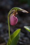 _MG_7043 Lady Slipper