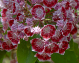 DSC02301 Mountain Laurel?