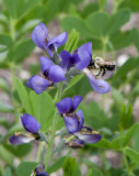 IMG_0110 Purple Flowers Bee