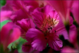 _MG_0060 Alstromeria