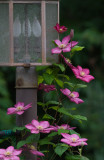 _MG_0049 Clematis