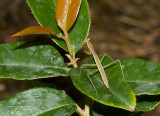 _MG_7875 Wayward Child on Scarlette Leucothoe