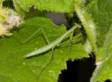 _MG_7994 On cucumber leaf 31 days