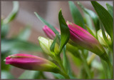 _MG_8143 Alstromeria Buds