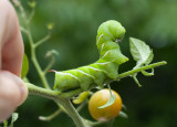 _MG_8150 Indignant Tobacco Hornworm