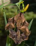 _MG_8183 Blinded Sphinx Moth Mating