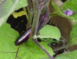 DSC02388 Asian Eggplant