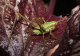 _MG_8472. Katydid Nymph