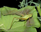 Katydid Nymph