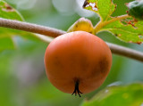 _MG_0256 Persimmon