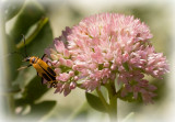 _MG_0418 Sedum Visitor