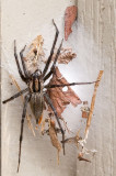 _MG_8722 Big Spider