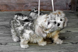 DSC02590-10wkDandiePups