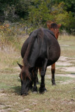 1331 Very Pregnant Mare