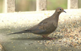 Mourning Dove