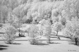 Picnic in the Park