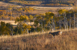 Near Waterton