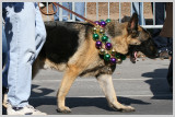 Barkus Pet Parade