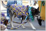 Barkus Pet Parade