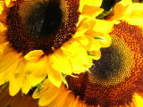IMG_7336.jpg Sag Harbor Hamptons Sunflowers