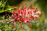DSC_1701.jpg