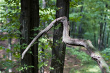 DSC_4366.jpg