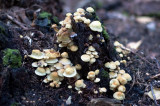 DSC_4391.jpg