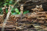 DSC_4394.jpg