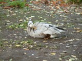 jardin des plantes