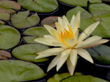 waterlily and a bluebottle fly
