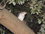 Accipiter SharpShinned Hawk  Feeding Oct 06.JPG