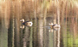 Grebe Pied Billed Sandy Bottom12-06c.jpg