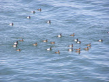 Duck Scaup Mixed CBBT 2-07 c.JPG