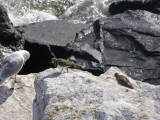 SP Ruddy Turnstone CBBT 2-07 b.JPG