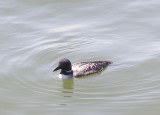 Loon Common CBBT 4-07 b.JPG