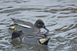 Teal Common 08 and Green-winged comparison.tif