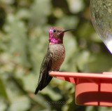 Hummingbird Annas 11.jpg