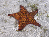 Bahamian Star