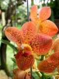 Duck Inn orchid