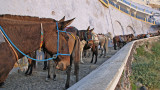 workin like a mule