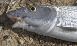 Bonefish