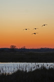 Sunset landing at Horicon Marsh, WI