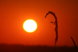 Setting Sun at Horicon Marsh, WI
