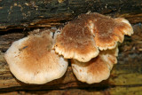 Pleurotis / Oyster Mushroom? Riversedge Nature Center, Newburg