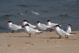 Caspian Terns at Sheboygan, WI