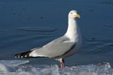 Herring Gull at Racine, WI