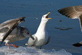 Herring Gull at Racine, WI